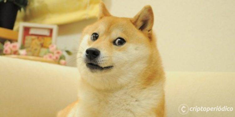 El perro detrás de la memecoin DOGE está gravemente enfermo 1 El perro detrás de la memecoin DOGE está gravemente enfermo