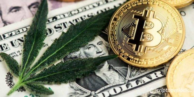 Uno de los mayores procesadores de cáñamo de Estados Unidos entra en la minería sostenible de bitcoins 1 Uno de los mayores procesadores de cáñamo de Estados Unidos entra en la minería sostenible de bitcoins