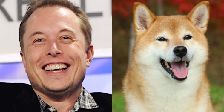 Elon Musk y Dogecoin: Cómo el multimillonario se convirtió en el 'Dogefather' 1 Elon Musk y Dogecoin: Cómo el multimillonario se convirtió en el Dogefather
