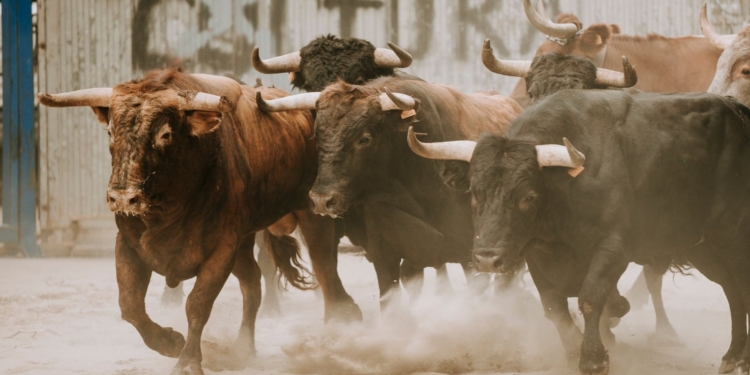 Regreso de la euforia en el mercado de criptomonedas: ¿cuánto durará el rally alcista?