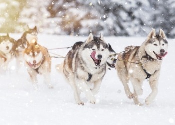 Memecoins Basadas en Perros se Disparan en un Rally Impulsado Por Trump y la FED