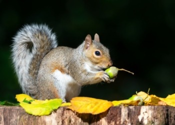 Conoce a PNUT: La Memecoin Que Baila al Ritmo de Elon Musk