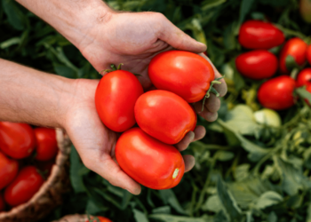 Tomarket Revela Asignaciones de Airdrop—Pero Aún No Puedes Comerciar TOMA