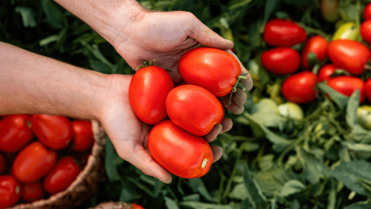 ToMarket revela asignaciones de Airdrop, pero el comercio aún no está disponible 1 Tomarket Revela Asignaciones de Airdrop—Pero Aún No Puedes Comerciar TOMA