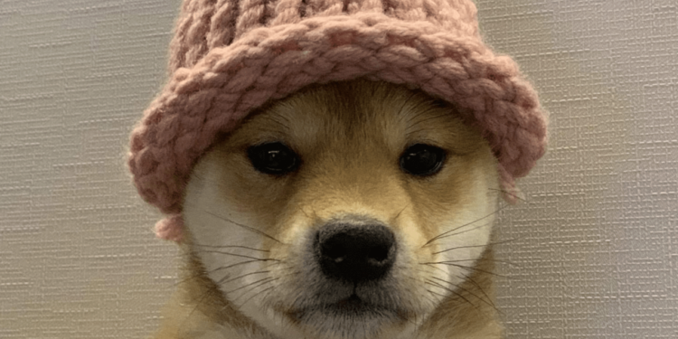 Pánico en Coinbase y Robinhood: Dogwifhat pierde 1,200 millones en 72 horas debido a volatilidad y especulación desenfrenada 1 Pánico en Coinbase y Robinhood: Dogwifhat pierde 1,200 millones en 72 horas debido a volatilidad y especulación desenfrenada