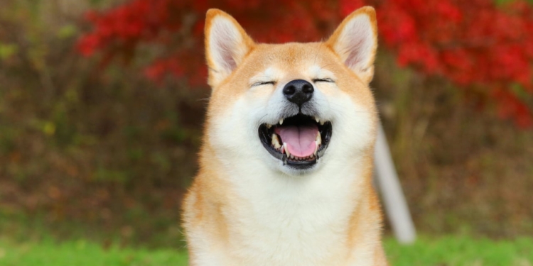 Año de Dogecoin: Apoyo de Trump y Musk Impulsa una Nueva Era