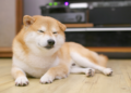 Dogecoin Cae Mientras las Memecoins de Solana y Ethereum se Desploman