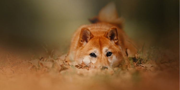 Dogecoin alcanza su precio mínimo de 2025 mientras Bitcoin cae por debajo de los 95,000 dólares
