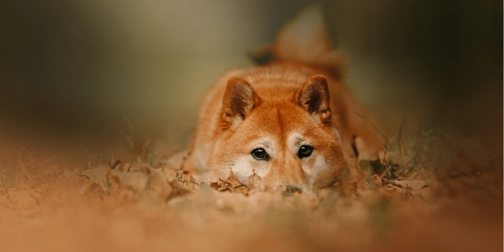 Dogecoin Resiste la Tormenta Mientras Otras Memecoins Aumentan Su Valor de Forma Sorprendente