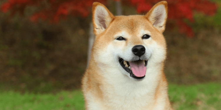 Dogecoin vuelven a agitar el mercado: ¿Están renaciendo las Memecoins? 1 Dogecoin vuelven a agitar el mercado: ¿Están renaciendo las Memecoins?