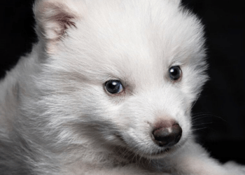 La Memecoin Dire Wolf de Solana se Dispara a 13,6 Millones de Dólares Tras Su Sorprendente Resurgimiento