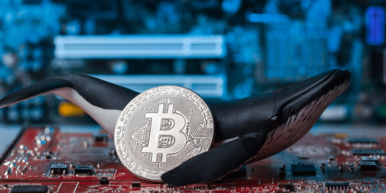 Una ballena de Bitcoin sorprende al mover $5 millones en BTC minados hace 15 años 1 Una ballena de Bitcoin sorprende al mover $5 millones en BTC minados hace 15 años