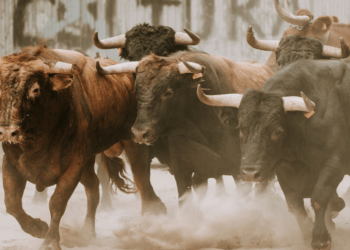 El Resurgir de las Acciones de Minería de Bitcoin: Un Fenómeno que Sacude los Mercados