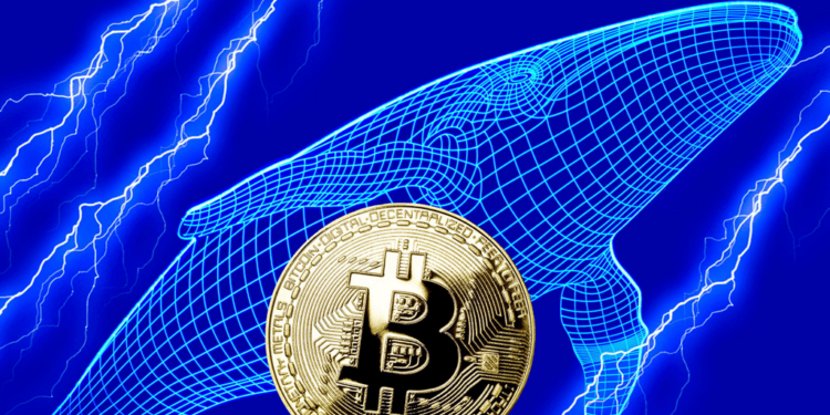 Movimientos millonarios: Ballenas de Bitcoin transfieren más de 300 millones en BTC.