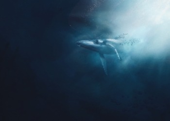 Una misteriosa ballena sigue apostando por Ethereum tras deshacerse de 2.000 BTC