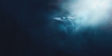 Una misteriosa ballena sigue apostando por Ethereum tras deshacerse de 2.000 BTC