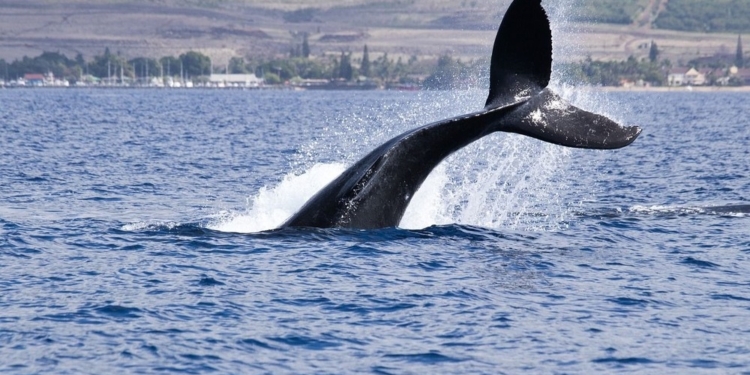 Las criptomonedas en la cuerda floja: el septiembre que podría cambiarlo todo tras la mayor distribución de ballenas en años 1 Las criptomonedas en la cuerda floja: el septiembre que podría cambiarlo todo tras la mayor distribución de ballenas en años