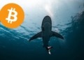 Los tiburones de Bitcoin arrasan: 65.000 BTC adquiridos en solo una semana