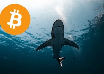 Los tiburones de Bitcoin arrasan: 65.000 BTC adquiridos en solo una semana