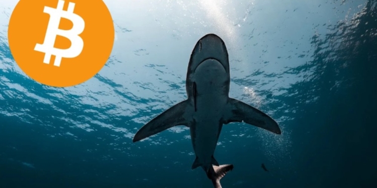 Los tiburones de Bitcoin arrasan: 65.000 BTC adquiridos en solo una semana