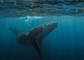Una ballena sorprendente: tras 13 años de inactividad, deposita USD $109 millones en Bitcoin en Kraken