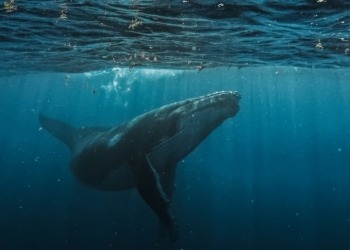 Una ballena sorprendente: tras 13 años de inactividad, deposita USD $109 millones en Bitcoin en Kraken