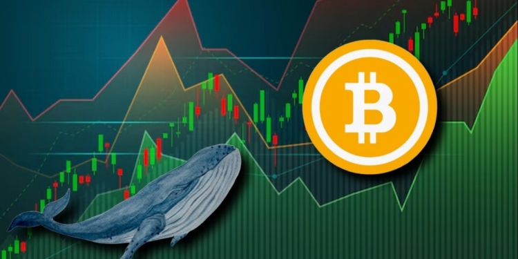 Una Ballena de Bitcoin de $50 Millones Rompe 13 Años de Silencio y Mueve Fondos Sorprendentes 1 Una Ballena de Bitcoin de $50 Millones Rompe 13 Años de Silencio y Mueve Fondos Sorprendentes