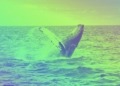 Una ballena Bitcoin resurge tras 12 años y mueve 44 millones de dólares: ¿qué significa este movimiento?