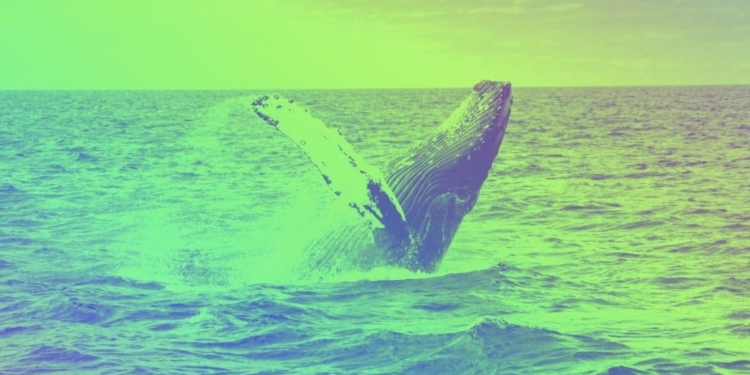 Una ballena Bitcoin resurge tras 12 años y mueve 44 millones de dólares: ¿qué significa este movimiento?