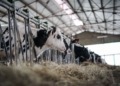 Ganaderos de Madrid emplean tecnología bitcoin para salvaguardar a sus vacas del ataque de lobos