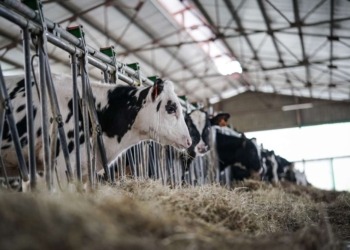 Ganaderos de Madrid emplean tecnología bitcoin para salvaguardar a sus vacas del ataque de lobos 7 Ganaderos de Madrid emplean tecnología bitcoin para salvaguardar a sus vacas del ataque de lobos