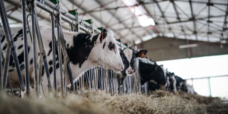 Ganaderos de Madrid emplean tecnología bitcoin para salvaguardar a sus vacas del ataque de lobos