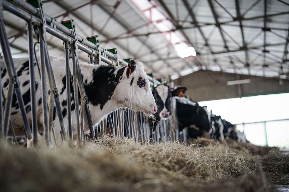 Ganaderos de Madrid emplean tecnología bitcoin para salvaguardar a sus vacas del ataque de lobos 1 Ganaderos de Madrid emplean tecnología bitcoin para salvaguardar a sus vacas del ataque de lobos