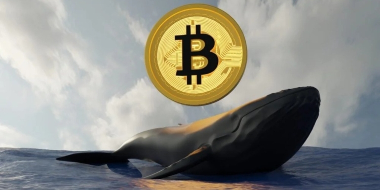 Inversor estrella multiplica su ritmo en Bitcoin y Ethereum: ¿qué impacto tendrá en el mercado?