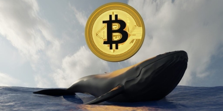 La ballena cripto aumenta su apuesta en Bitcoin y Ethereum: ¿qué implicaciones tiene para el mercado?