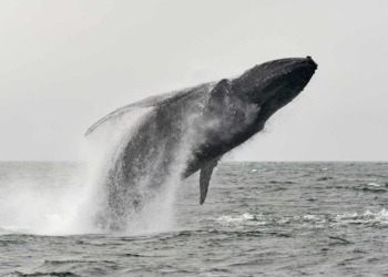 Una ballena de Ethereum rompe su letargo de 9 años y mueve 145 millones de dólares 4 Una ballena de Ethereum rompe su letargo de 9 años y mueve 145 millones de dólares