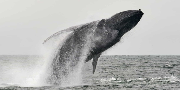 Una ballena de Ethereum rompe su letargo de 9 años y mueve 145 millones de dólares 1 Una ballena de Ethereum rompe su letargo de 9 años y mueve 145 millones de dólares