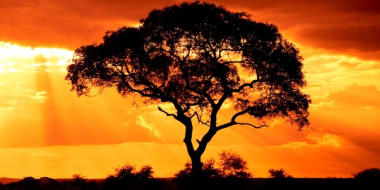 WisdomTree revoluciona el acceso a fondos tokenizados en Solana con su audaz apuesta multichain 1 WisdomTree revoluciona el acceso a fondos tokenizados en Solana con su audaz apuesta multichain