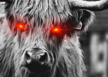 El CIO de Bitwise prevé un Bitcoin imparable: ¿Cruzará los 60.000 dólares y harán explotar a las altcoins?