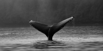 Una ballena de Ethereum regresa después de una década y liquida 31 millones de dólares en ETH