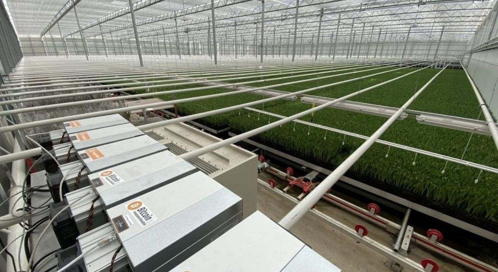 Una granja transforma el calor de la minería de Bitcoin en un refugio cálido para sus cultivos 1 Una granja transforma el calor de la minería de Bitcoin en un refugio cálido para sus cultivos