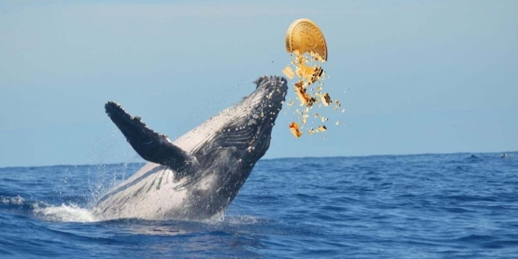 El colapso de las compras de bitcoin: las tesoreras se alejan de la criptomoneda