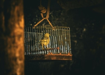 import React from 'react';
import Footer from '../components/Footer.js'; function Career