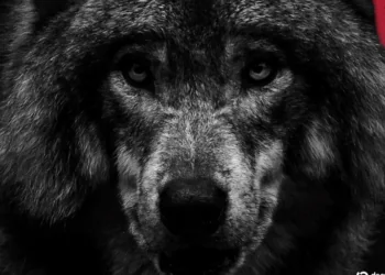 Un Hombre Arrestado en Corea del Sur por una Foto de un Lobo Generada por IA que Desató un Gran Dispositivo de Emergencia