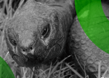 Una Tortuga de 193 Años Desata el Éxito de Esta Memecoin en Solana Tras una Broma del Día de los Inocentes