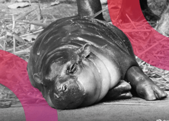 La Memecoin Moo Deng se Dispara Tras la Multa a un Hombre por Su Insólita Entrada en el Hábitat de un Hipopótamo Pigmeo.