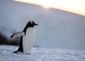 Pudgy Penguins conquista el mercado: su sorprendente alianza con Target abre nuevas puertas a millones de clientes.
