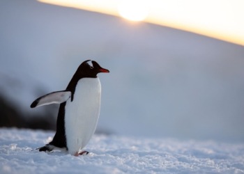 Pudgy Penguins conquista el mercado: su sorprendente alianza con Target abre nuevas puertas a millones de clientes.