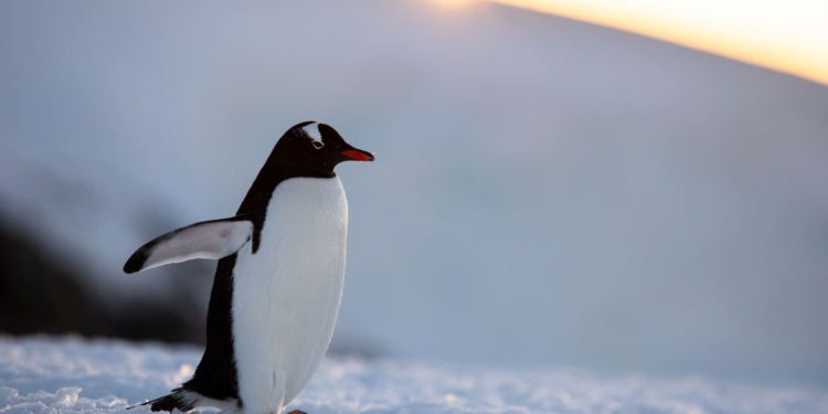 Pudgy Penguins conquista el mercado: su sorprendente alianza con Target abre nuevas puertas a millones de clientes.
