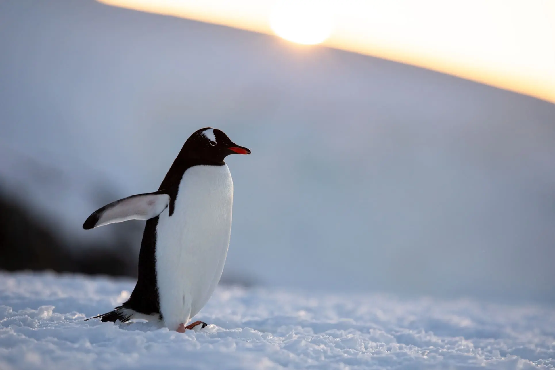 Pudgy Penguins conquista el mercado: su sorprendente alianza con Target abre nuevas puertas a millones de clientes. 1 Pudgy Penguins conquista el mercado: su sorprendente alianza con Target abre nuevas puertas a millones de clientes.